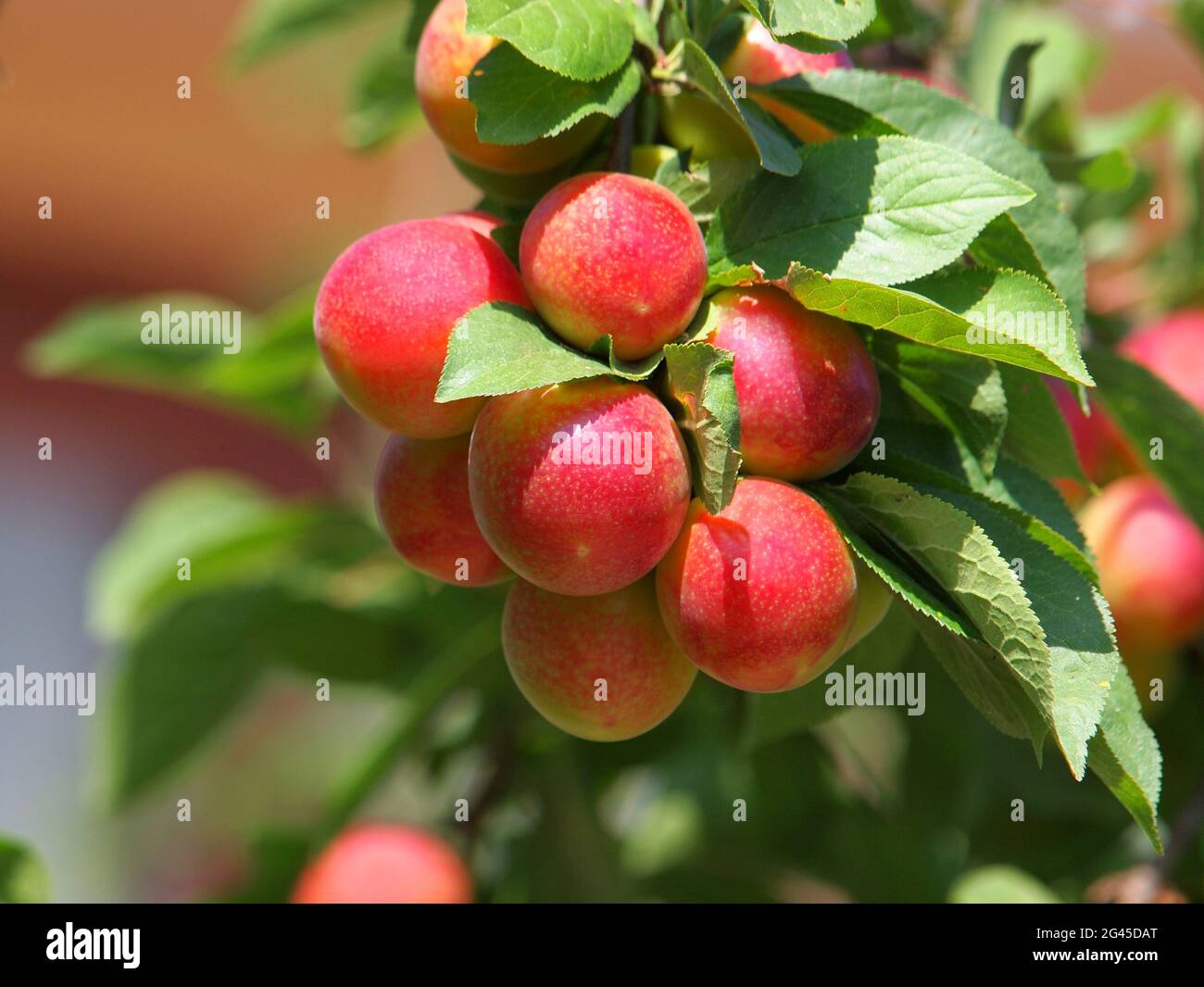 Branche de prune Mirabelle aux fruits rouges mûrs Banque D'Images