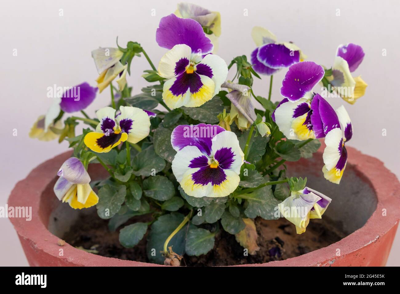 Une plante pleine de belles pansies de jardin pourpres blanc et jaune (Viola tricolor) fleurs sur le jardin de terrasse. Banque D'Images
