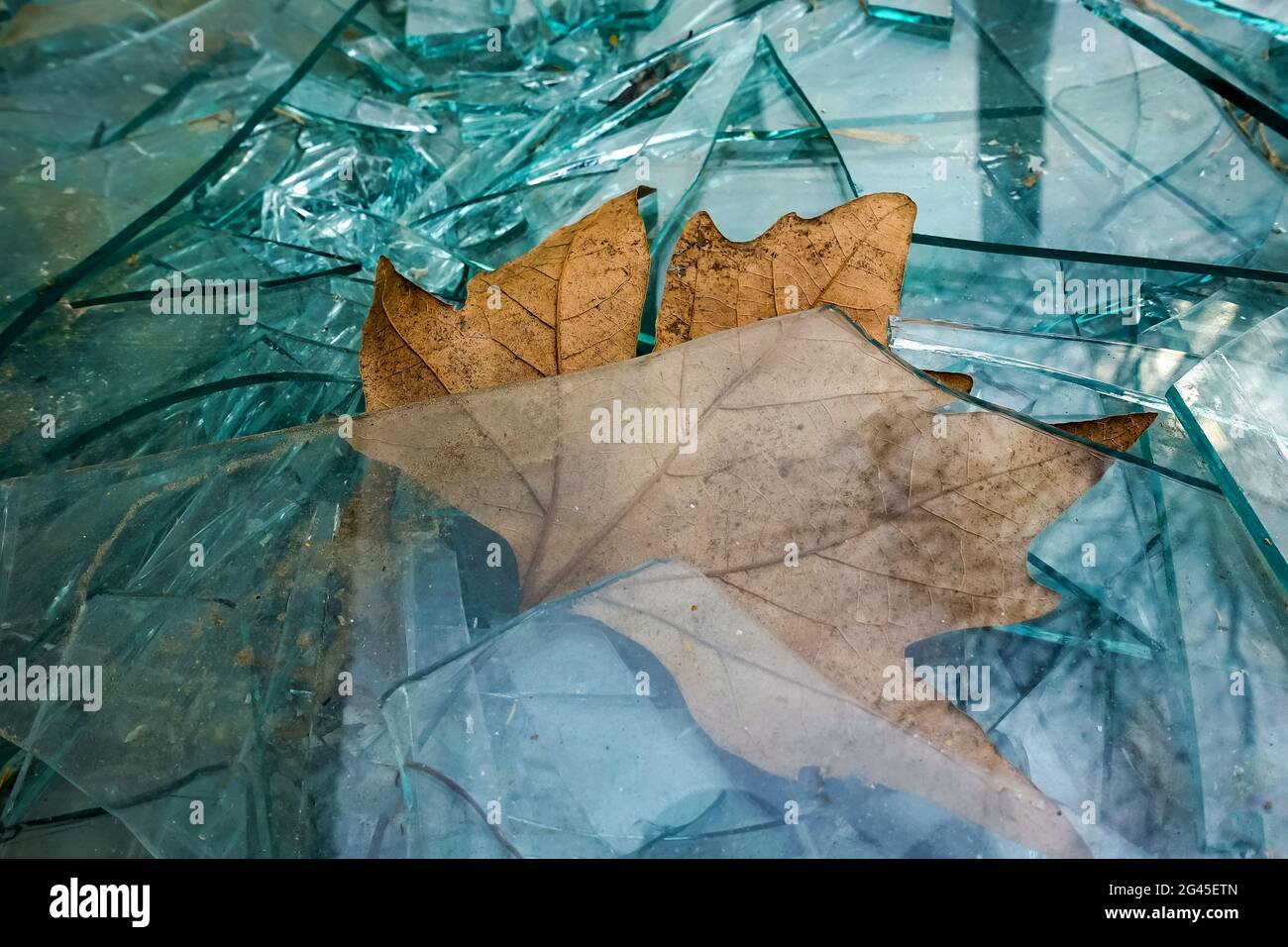 vieux verre brisé et feuilles séchées Banque D'Images