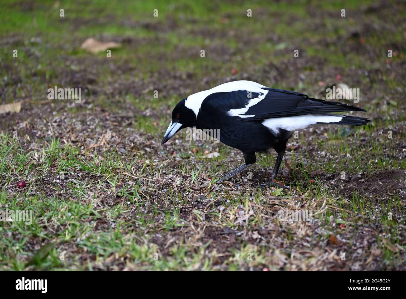 Un magpie australienne qui se parée pour manger dans une région herbeuse Banque D'Images