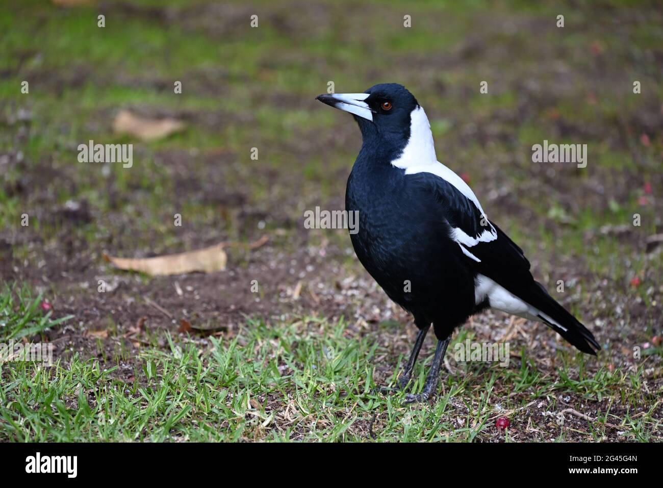 Un magpie australienne avec un bec sale debout dans une zone herbeuse, capturé côte à côte Banque D'Images