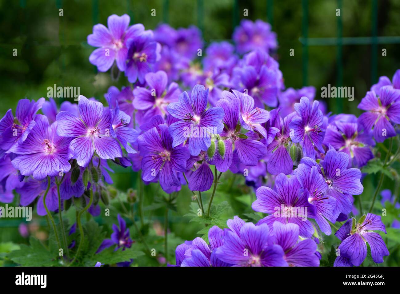 Magnifique géranium bohémien violet.Fleurs de géranium lilas dans le lit à fleurs.Magnifique arrière-plan.Fleurs, bourgeons et feuilles roses et violets.Jardinage.Lit de fleurs. Banque D'Images