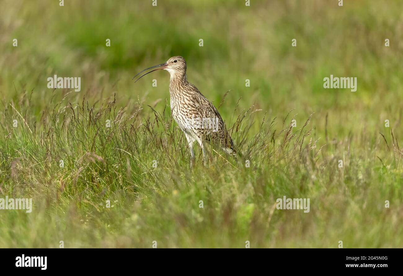 Curlew, Nom scientifique: Numenius arquata. Le coursier eurasien adulte orienté vers la gauche et appelant avec bec ouvert dans un pré d'été pendant la saison de nidification. Banque D'Images