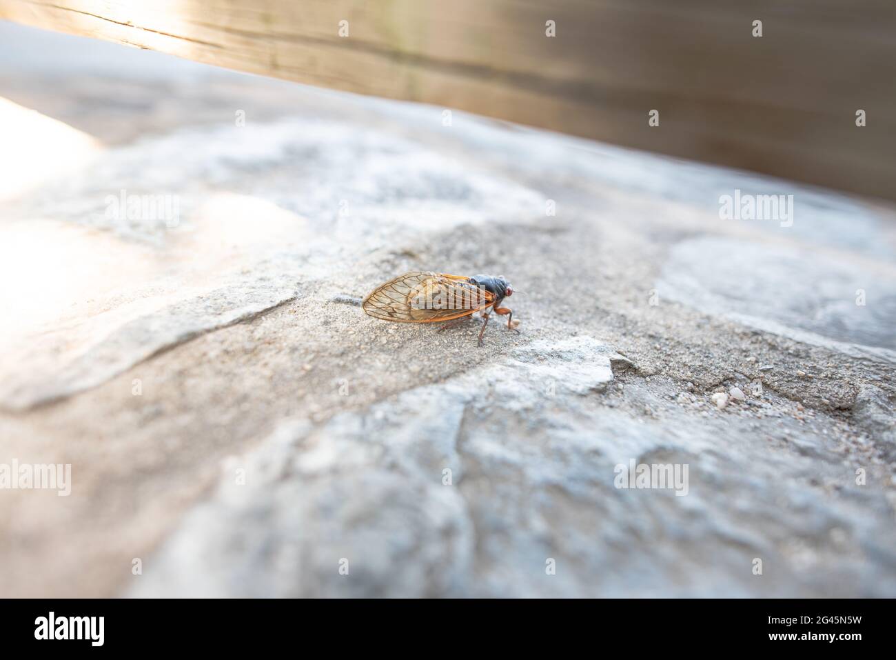 Cicada sur un mur Banque D'Images