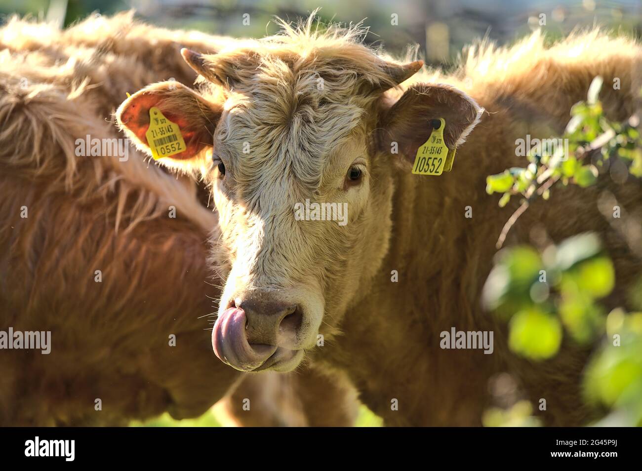 Vue rapprochée de la tête de vache brune et de la langue avec des étiquettes d'oreille jaune pour l'identification paisiblement broutant à la ferme près du château de Puck, Ballycorus Co. Dublin Banque D'Images