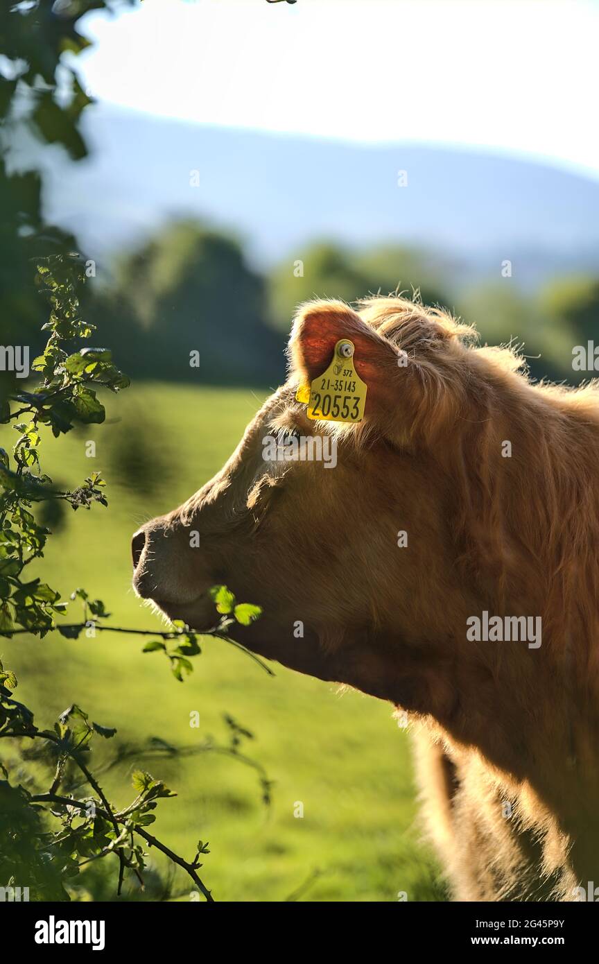 Belle vue rapprochée des vaches brunes avec des étiquettes d'oreille jaune pour l'identification paisiblement broutant à la ferme près du château de Puck LN, Ballycorus, Co. Dublin Banque D'Images
