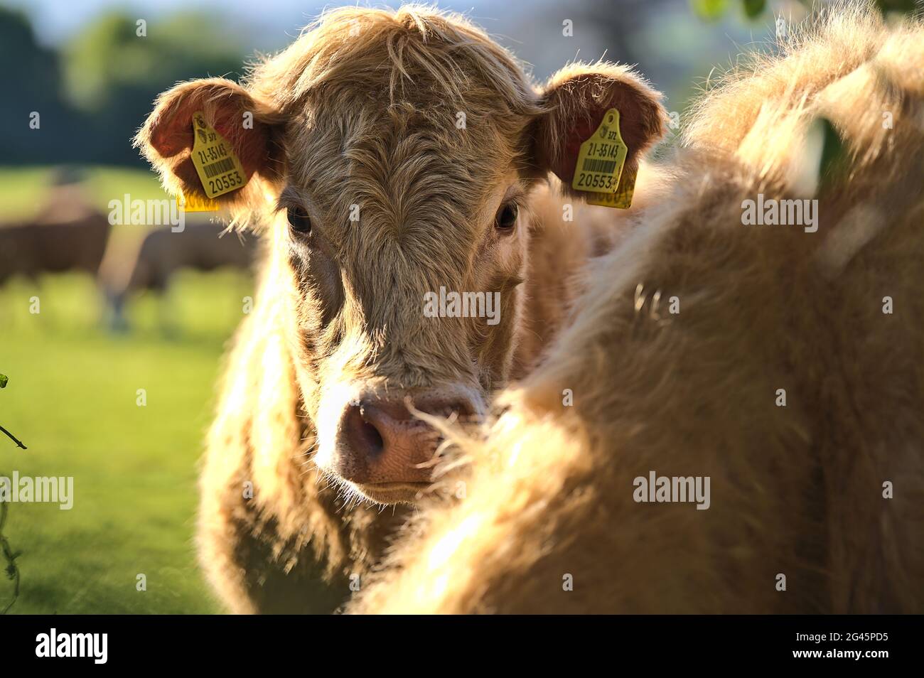 Belle vue rapprochée des vaches brunes avec des étiquettes d'oreille jaune pour l'identification paisiblement broutant à la ferme près du château de Puck LN, Ballycorus, Co. Dublin Banque D'Images