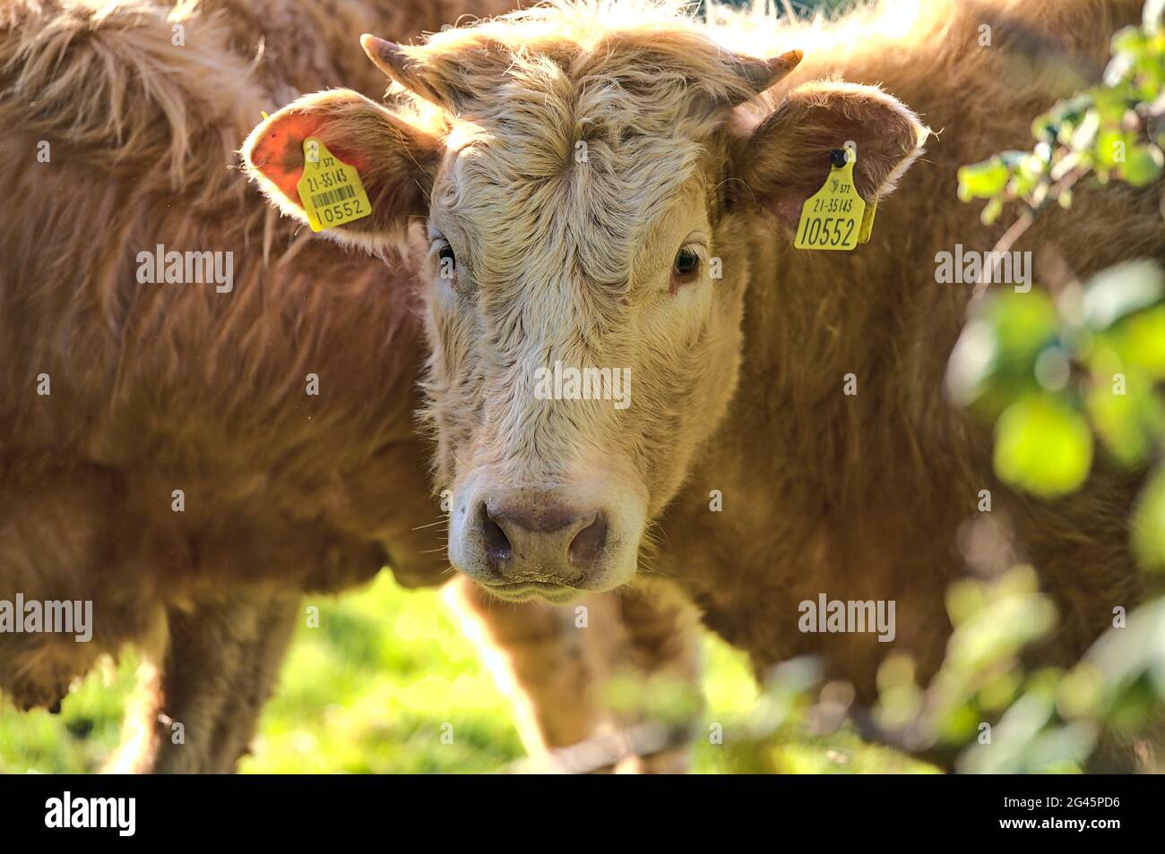 Belle vue rapprochée des vaches brunes avec des étiquettes d'oreille jaune pour l'identification paisiblement broutant à la ferme près du château de Puck LN, Ballycorus, Co. Dublin Banque D'Images