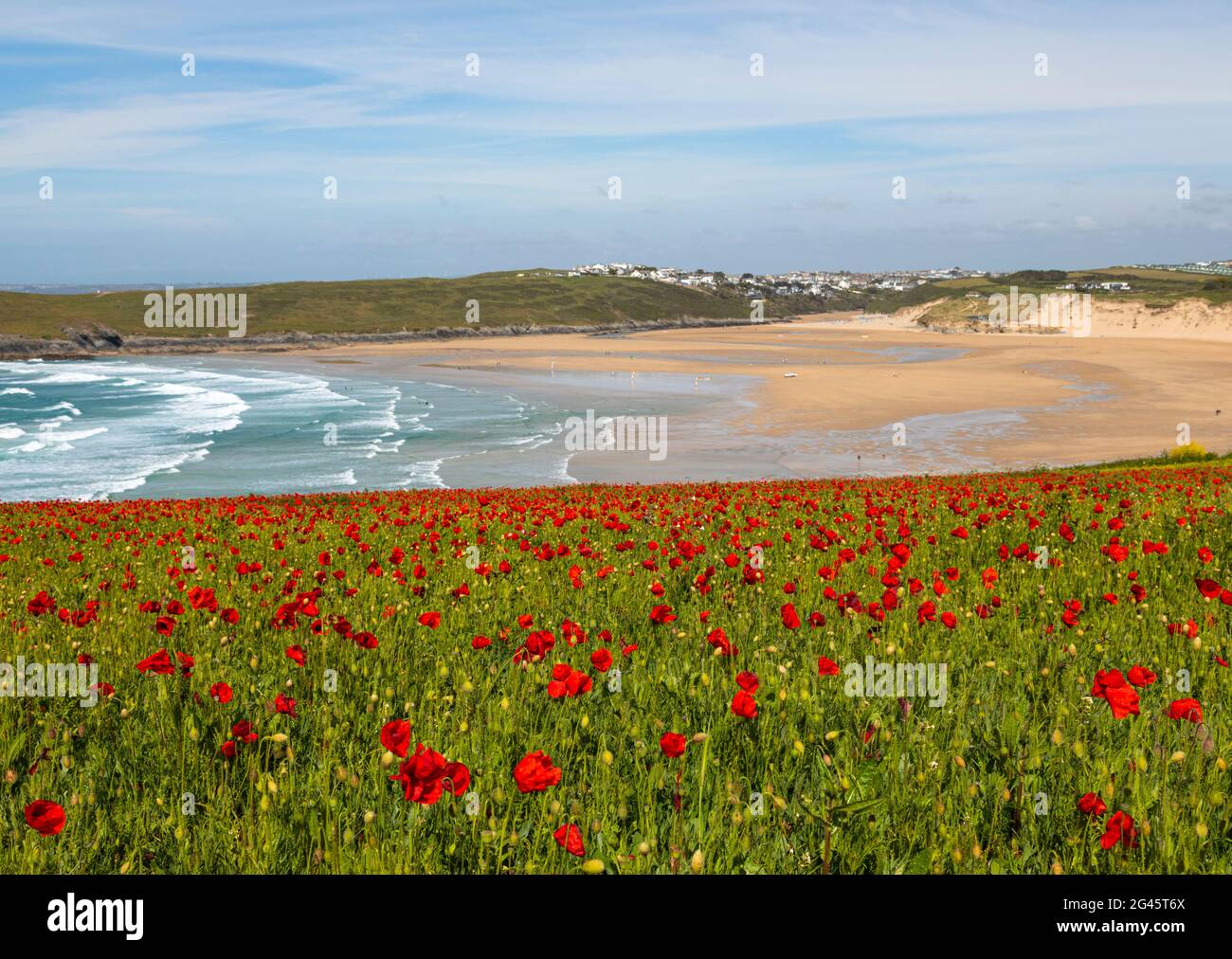 Coquelicots côtiers West Pentire Banque D'Images