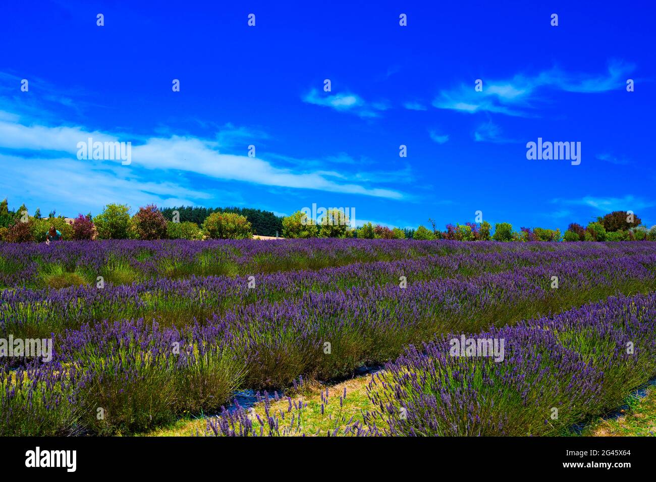 Jardin de lavande, Martingborough Banque D'Images