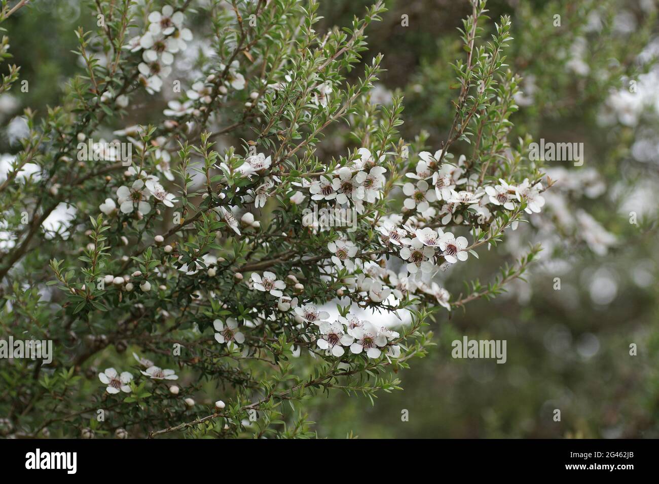 Leptospermum scoparium Banque D'Images