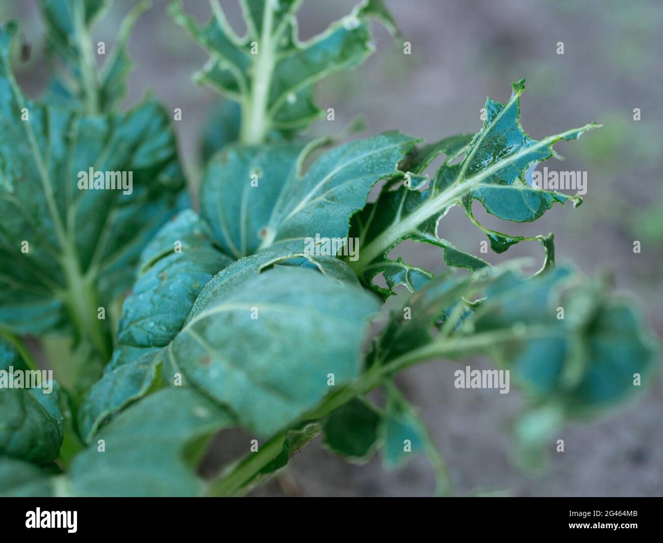 Tatsoi (Brassica narinosa) mangé par des limaces Banque D'Images