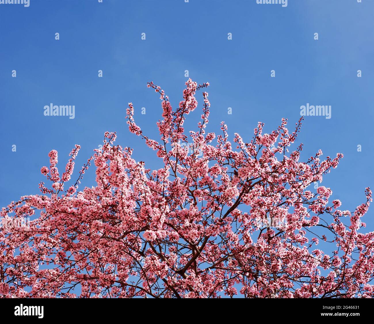Printemps en Espagne, beau arbre, un cerisier avec des fleurs roses avec un ciel bleu vif en arrière-plan, espace copie, saison sakura Banque D'Images