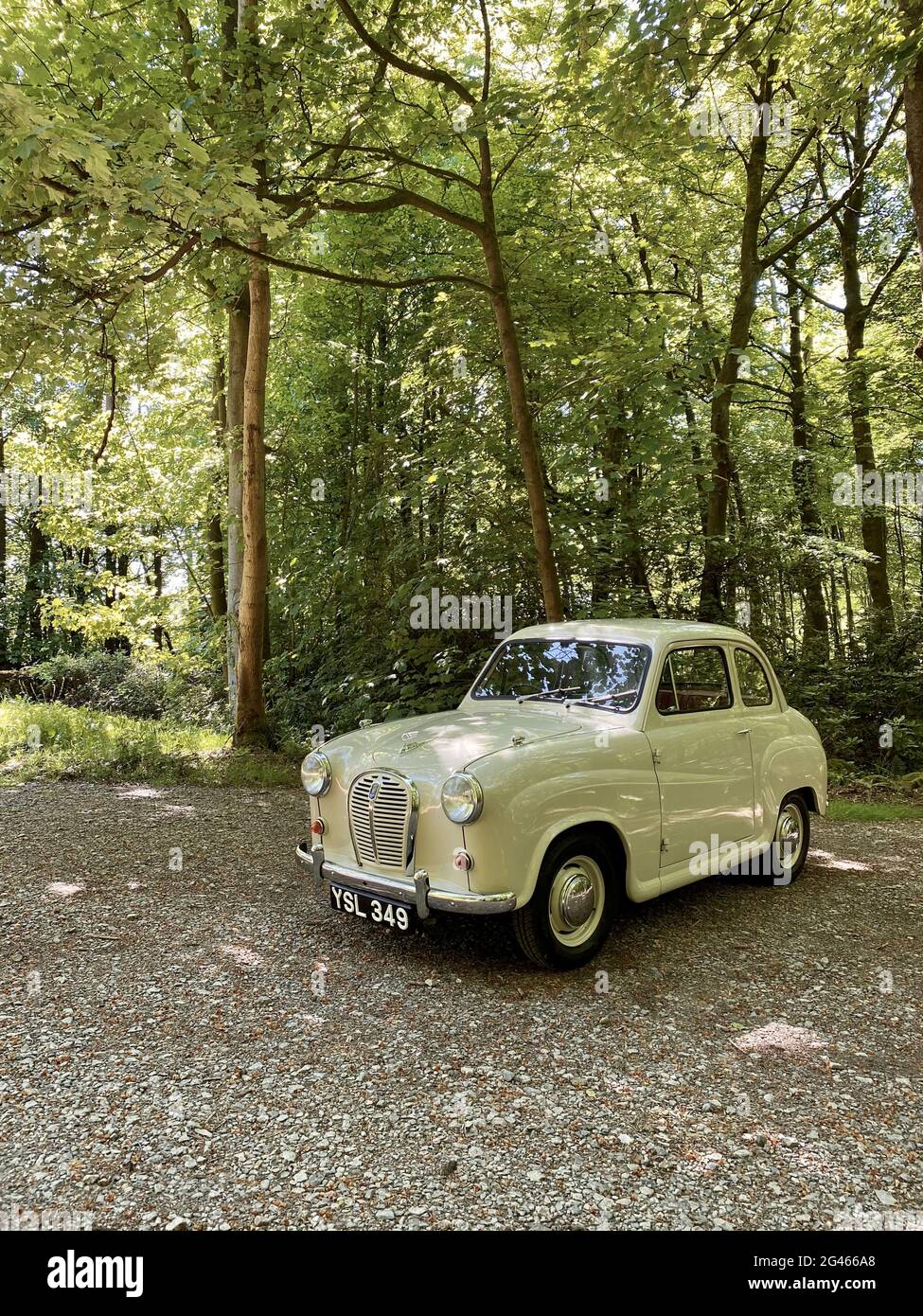 Austin A35 voiture classique des années 1950 en gris court, à l'extérieur d'une forêt le jour de l'été britannique Banque D'Images