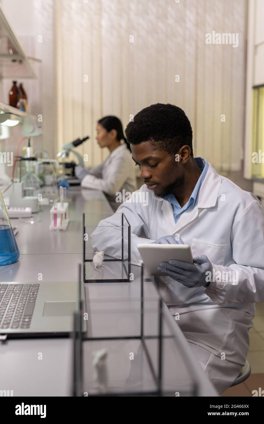 Jeune scientifique mâle en whitecavoine expérimentant avec des souris blanches en laboratoire Banque D'Images