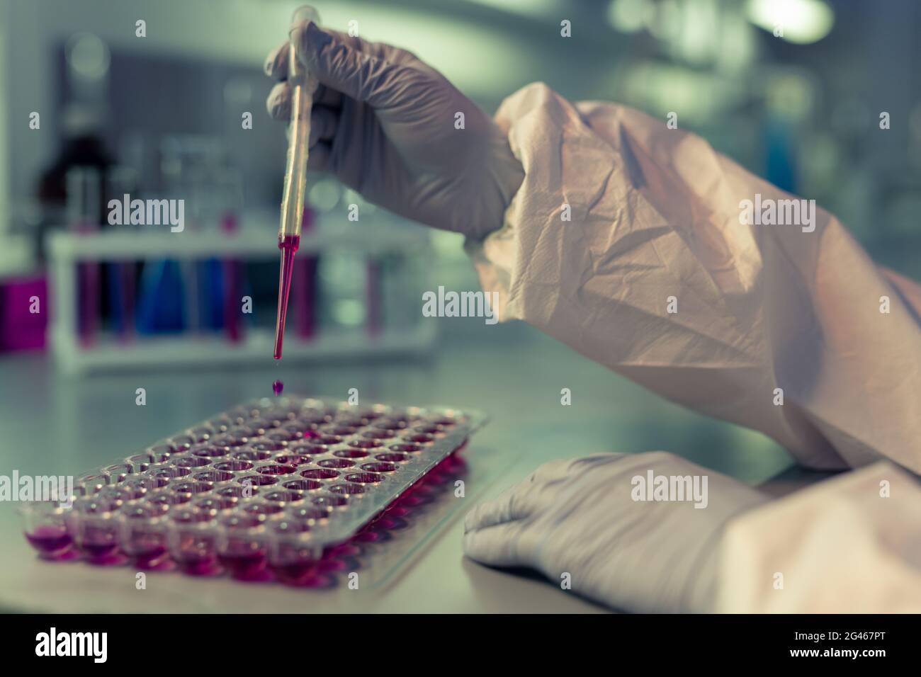 Un chimiste ganté dépose du liquide violet dans les pointes en plastique de la microplaque à plusieurs puits pendant l'expérience Banque D'Images