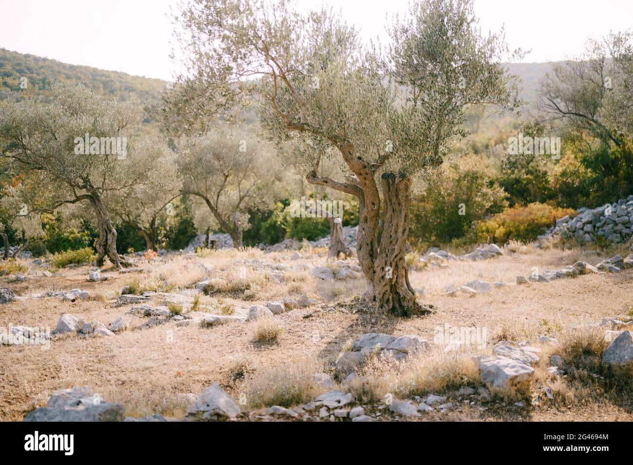 Un vieux olivier dans une plantation à plusieurs étages sur une colline, parmi les pierres remplies de lumière chaude de coucher de soleil. Banque D'Images