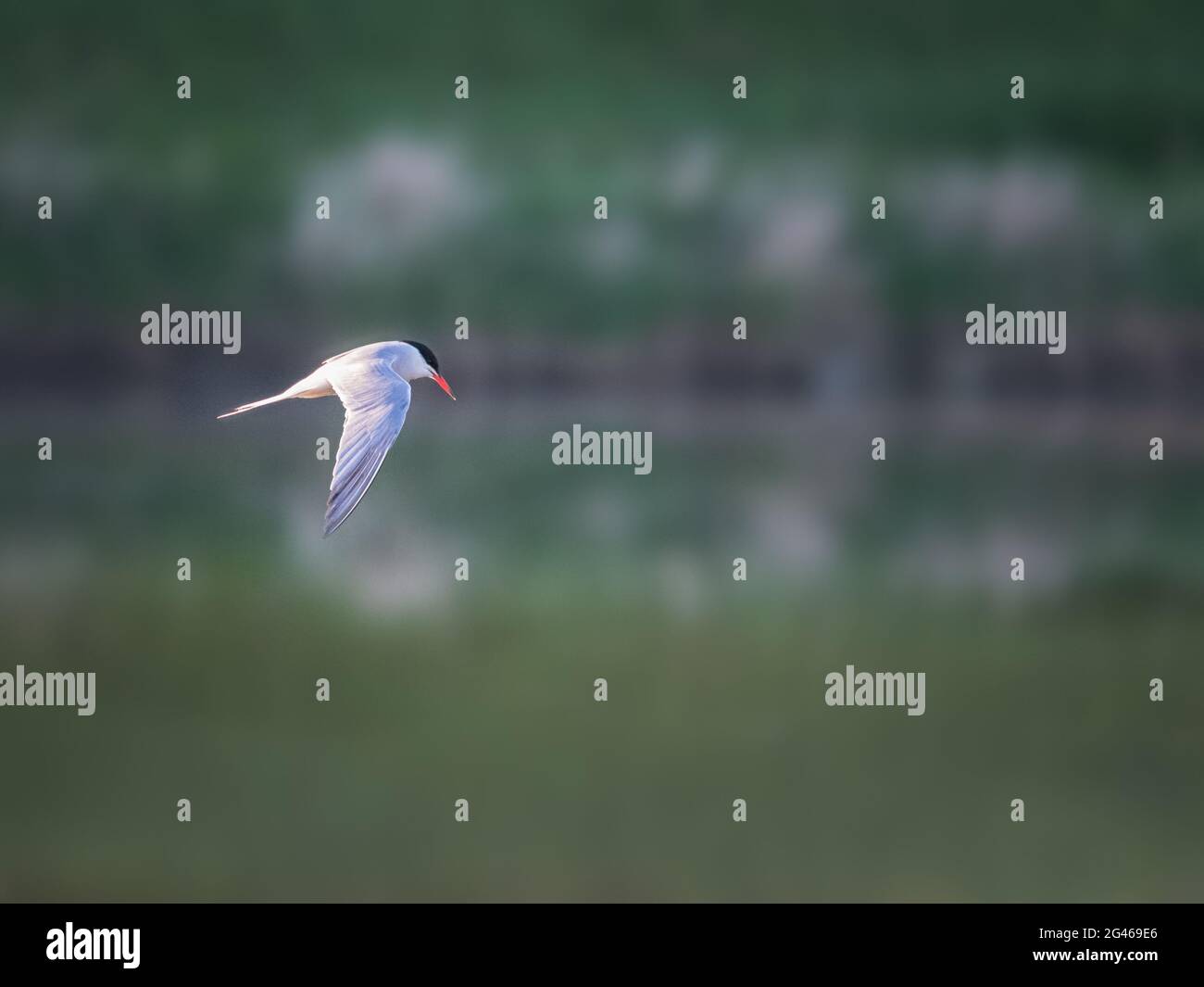 Mouette sur le lac Neusiedlersee Banque D'Images