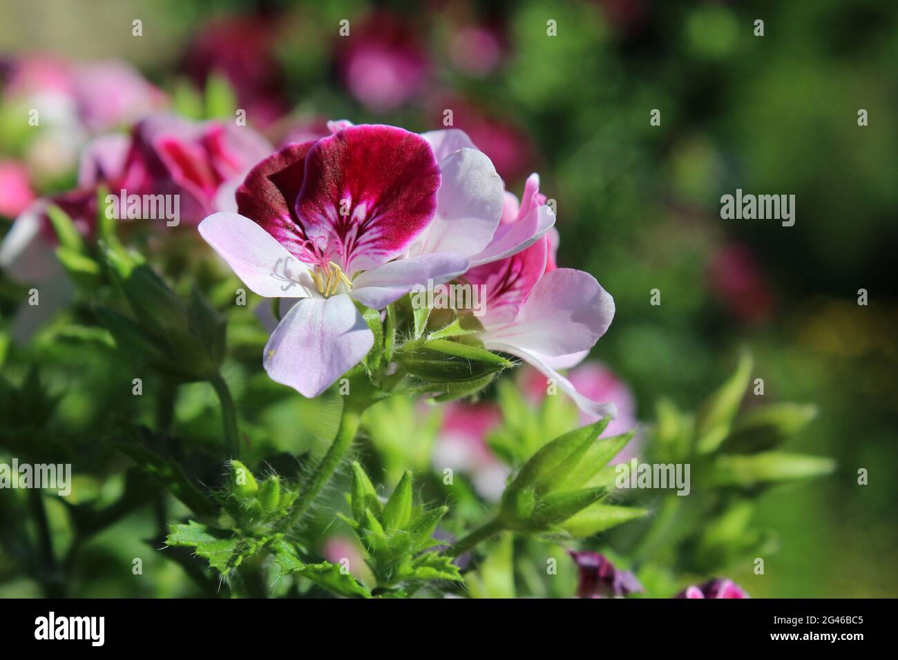Les belles fleurs rose pâle et rouge d'une Regal Pelargonium (Pelargonium x domestica) en gros plan en plein air dans un cadre de jardin. CopySpace Banque D'Images