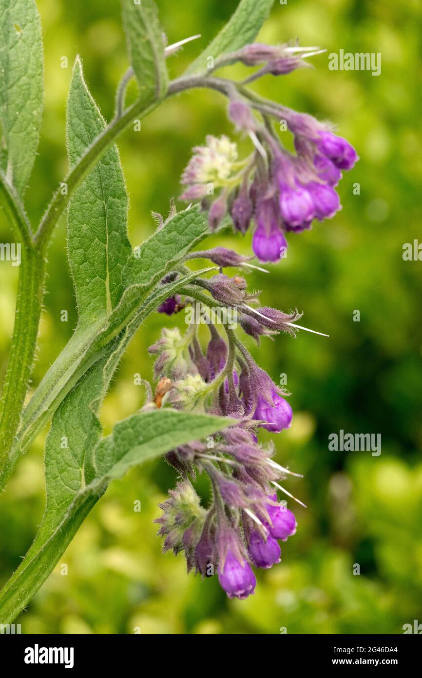 Quaker comfrey fleur commune Symphytum officinale plante médicale Banque D'Images
