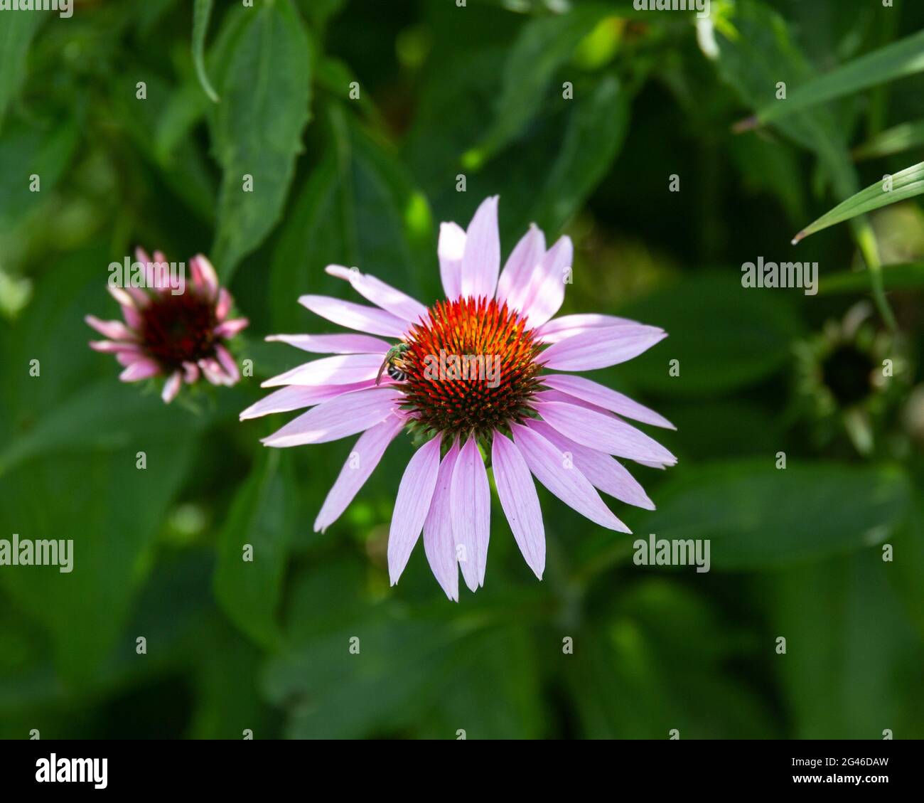 une fleur de conée pourpre a ouvert dans le jardin arrière Banque D'Images