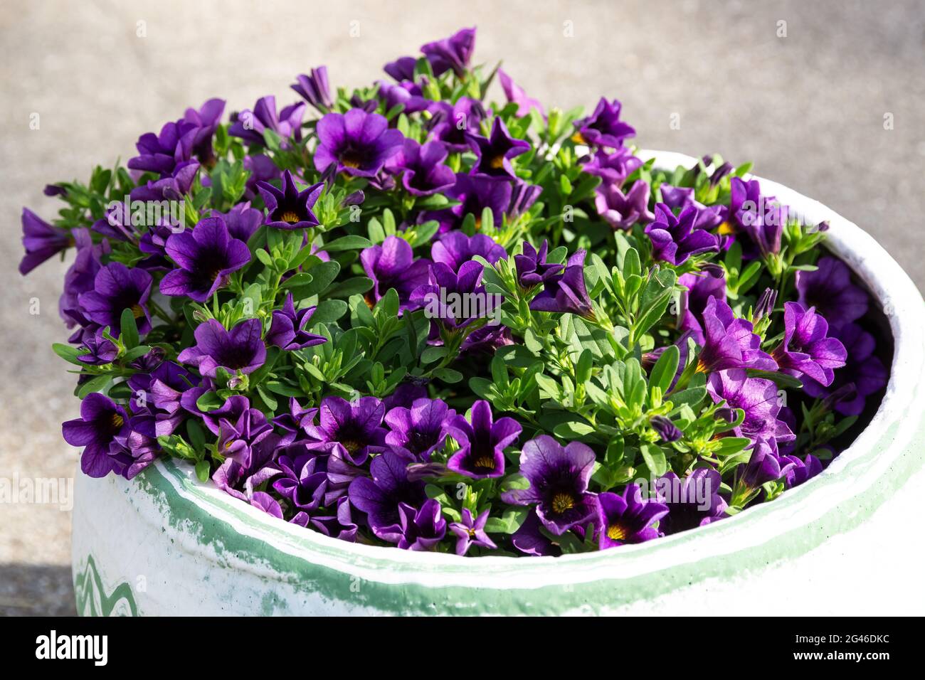 un pot de fleurs plein de raisins millions cloches fleurs Banque D'Images