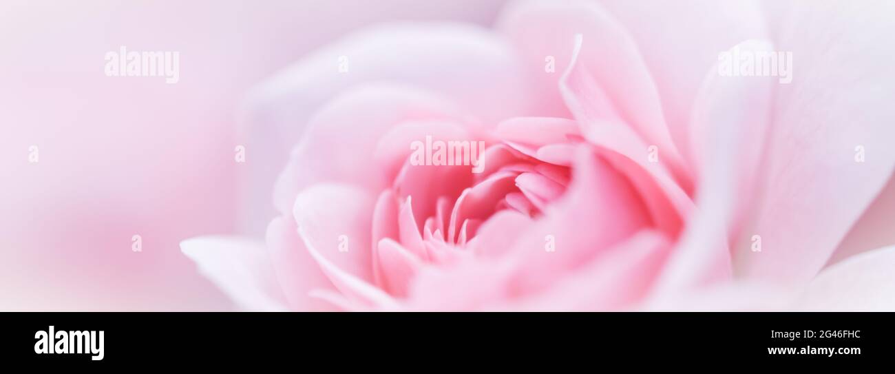 Mise au point douce, arrière-plan floral abstrait, fleur rose blanche. Toile de fond de fleurs macro pour le design de la marque des fêtes Banque D'Images