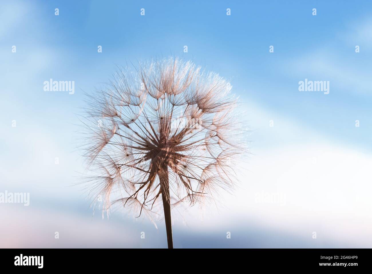 dandelion au coucher du soleil . La liberté de vouloir. Silhouette de  pissenlit fleur moelleuse sur le ciel du coucher du soleil. Macro  d'amorçage rapprochée. Mise au point douce. Au revoir l'été.