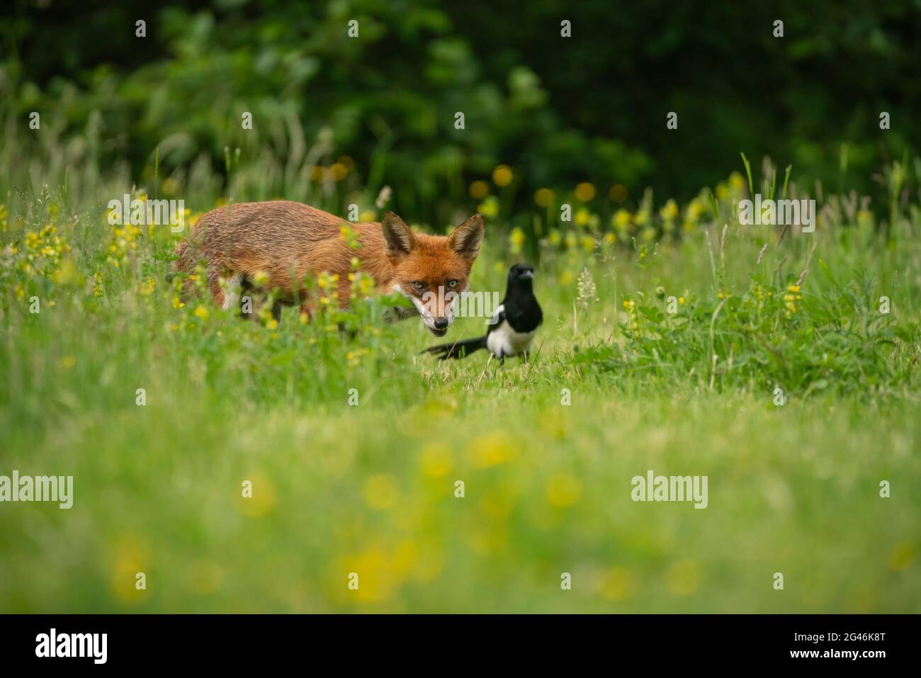 Renard roux, Vulpes vulpes, soirée d'été dans un pré de l'Oxfordshire Banque D'Images