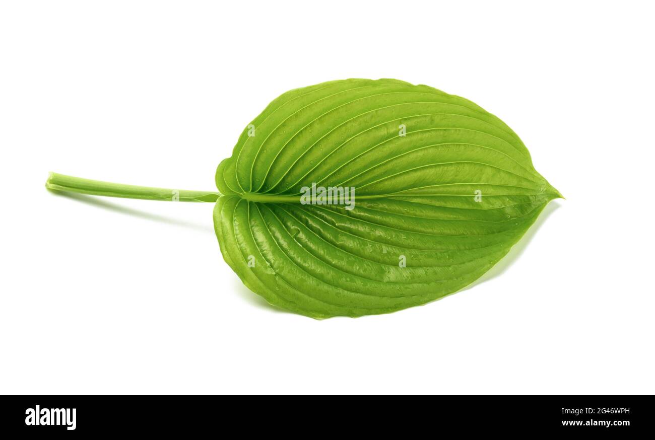 Feuille verte de plantain hosta avec gouttes d'eau isolées sur fond blanc Banque D'Images