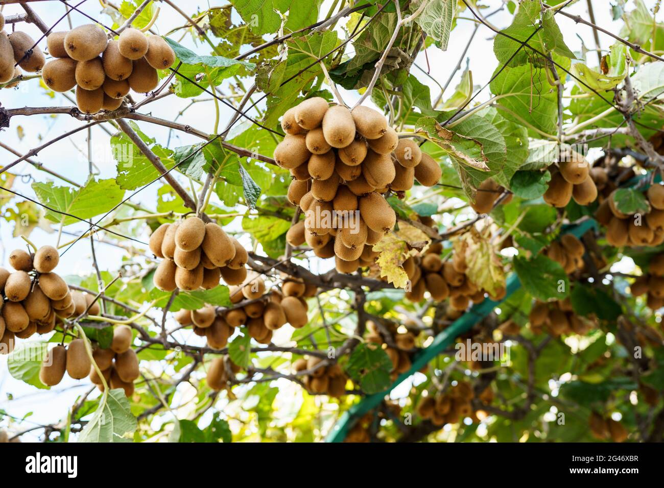 De grands kiwis bruns mûrs sont accrochés à un arbre, sur le toit du belvédère. Banque D'Images