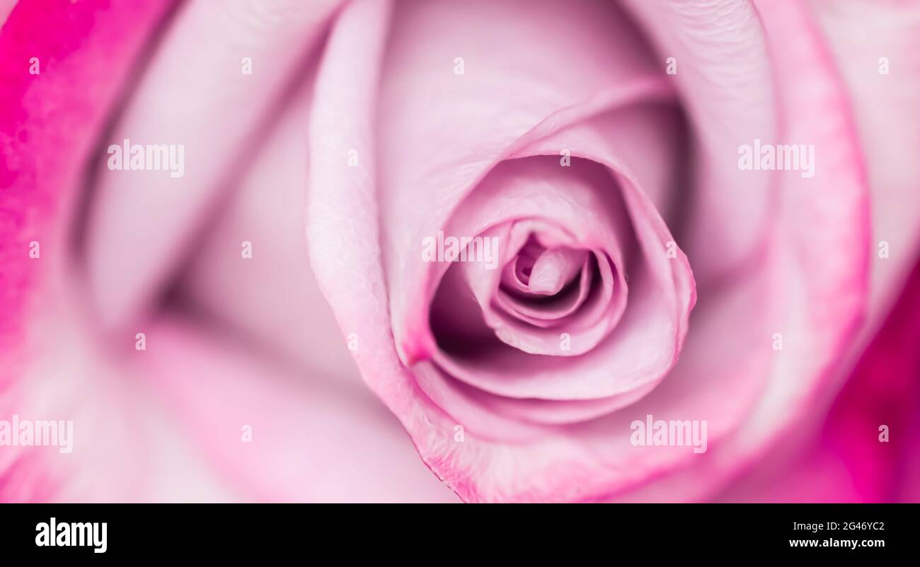 Mise au point douce, arrière-plan floral abstrait, fleur rose violette. Toile de fond de fleurs macro pour le design de la marque des fêtes Banque D'Images