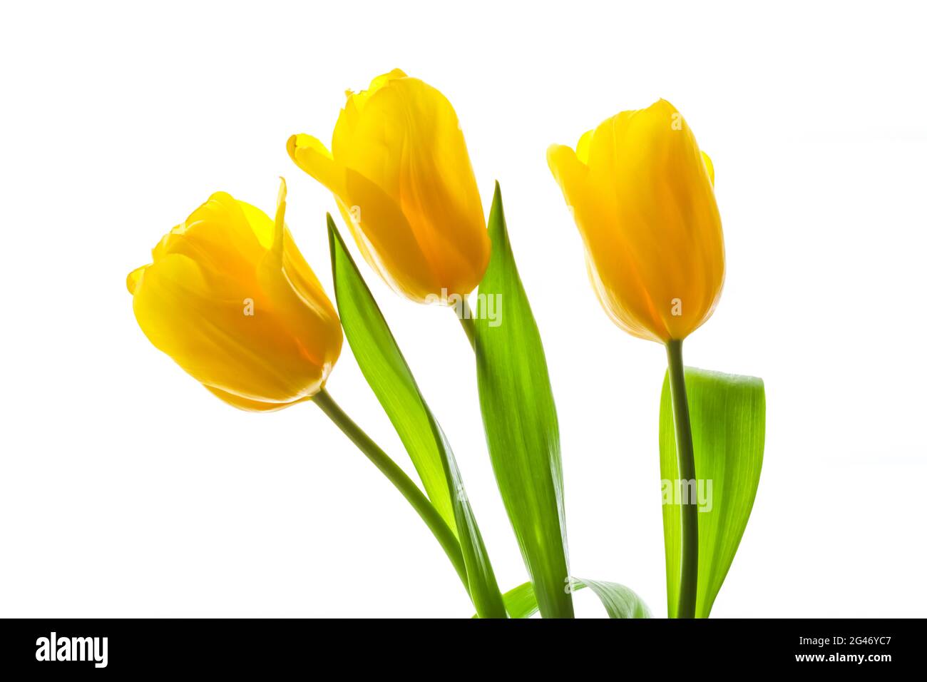 Bouquet de tulipes jaunes illuminées par la lumière du soleil isolées sur fond blanc Banque D'Images