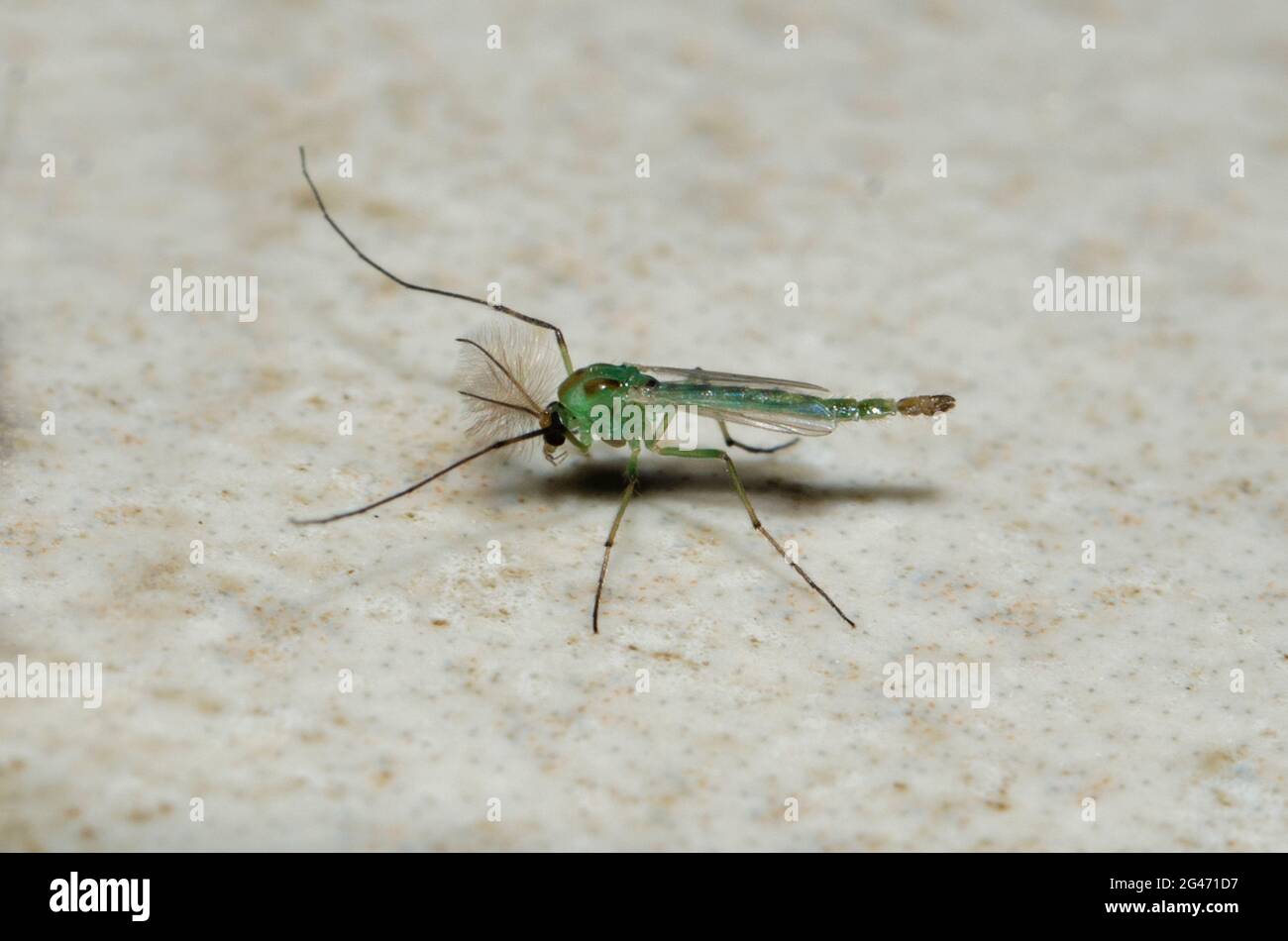 Midge non mortiche, famille des Chironomidae, Klungkung, Bali, Indonésie Banque D'Images