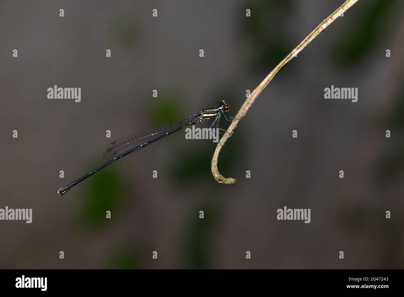 Black Threadtail Damselfly, Prodasineura autumnalis, sur tige, Klungkung, Bali, Indonésie Banque D'Images