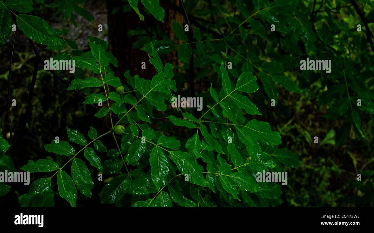 Vue de dessus, feuilles vertes et fruits de noyer en journée de pluie Banque D'Images