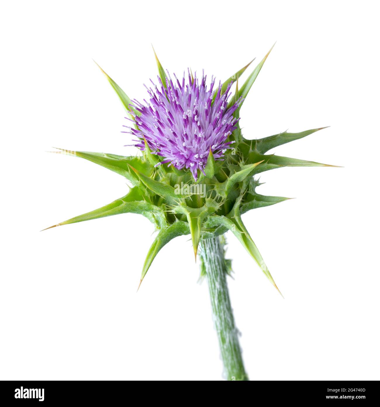 Fleur de chardon de lait violet entier sur fond blanc Banque D'Images