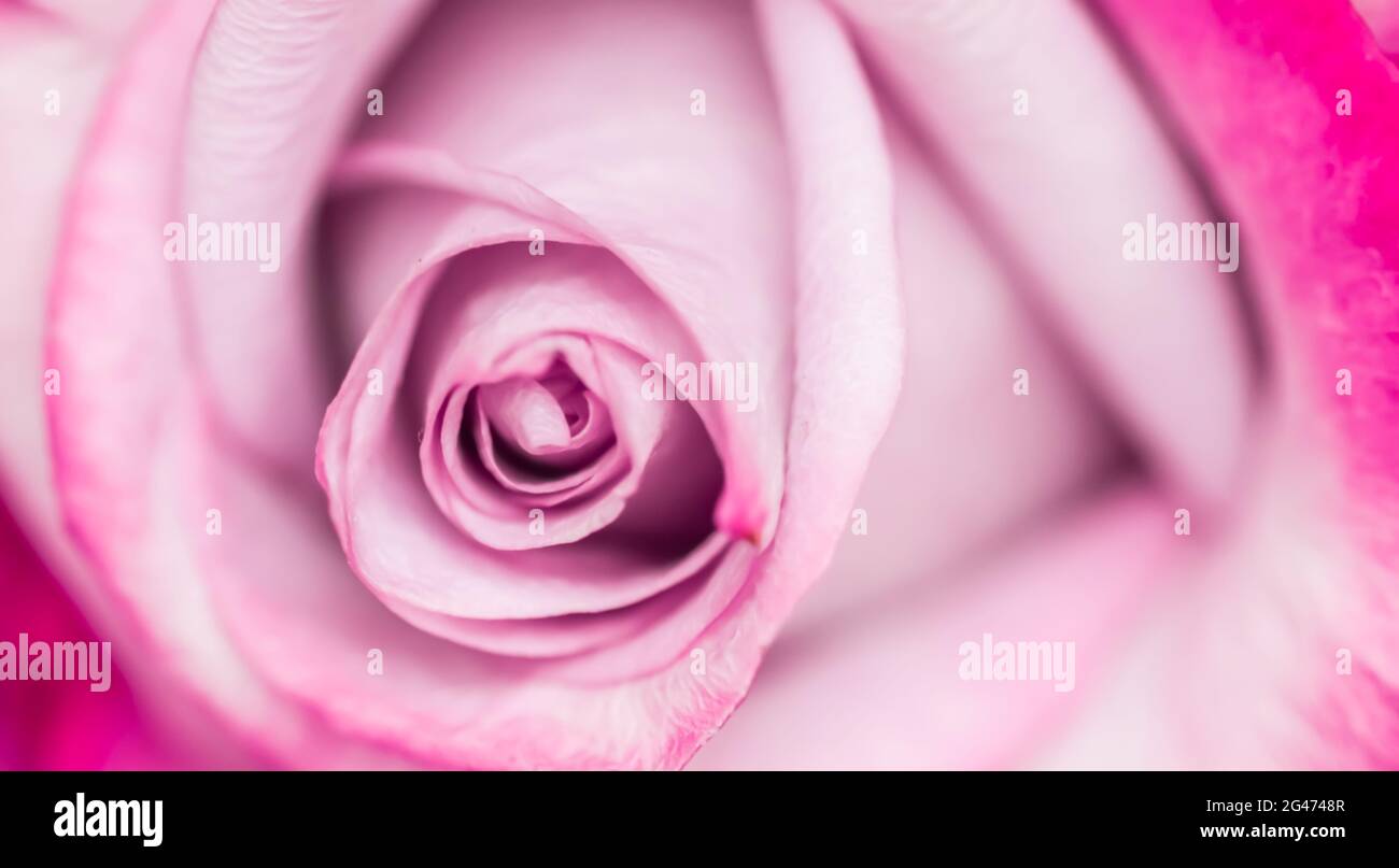 Mise au point douce, arrière-plan floral abstrait, fleur rose violette. Toile de fond de fleurs macro pour le design de la marque des fêtes Banque D'Images