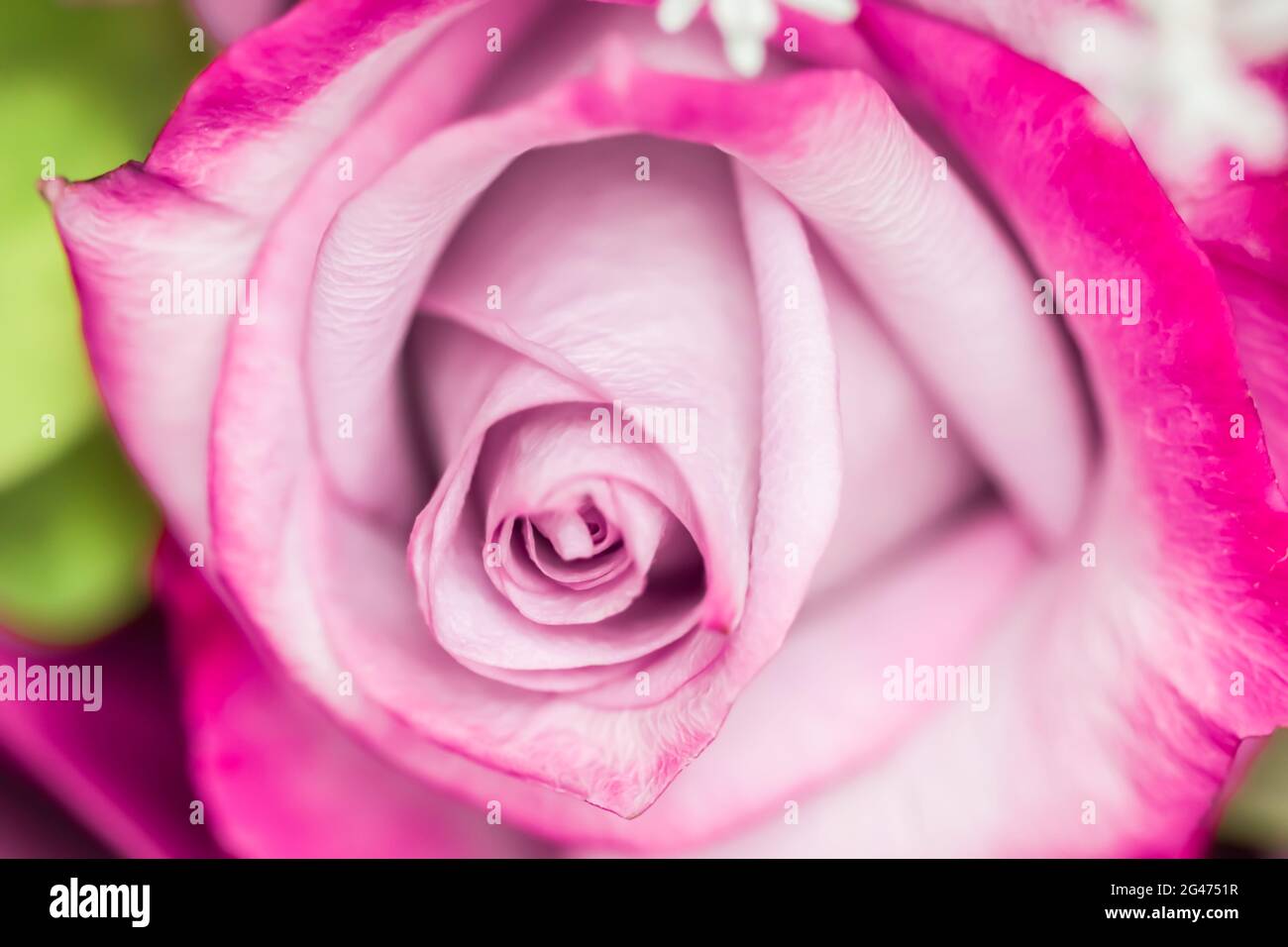 Mise au point douce, arrière-plan floral abstrait, fleur rose violette. Toile de fond de fleurs macro pour le design de la marque des fêtes Banque D'Images