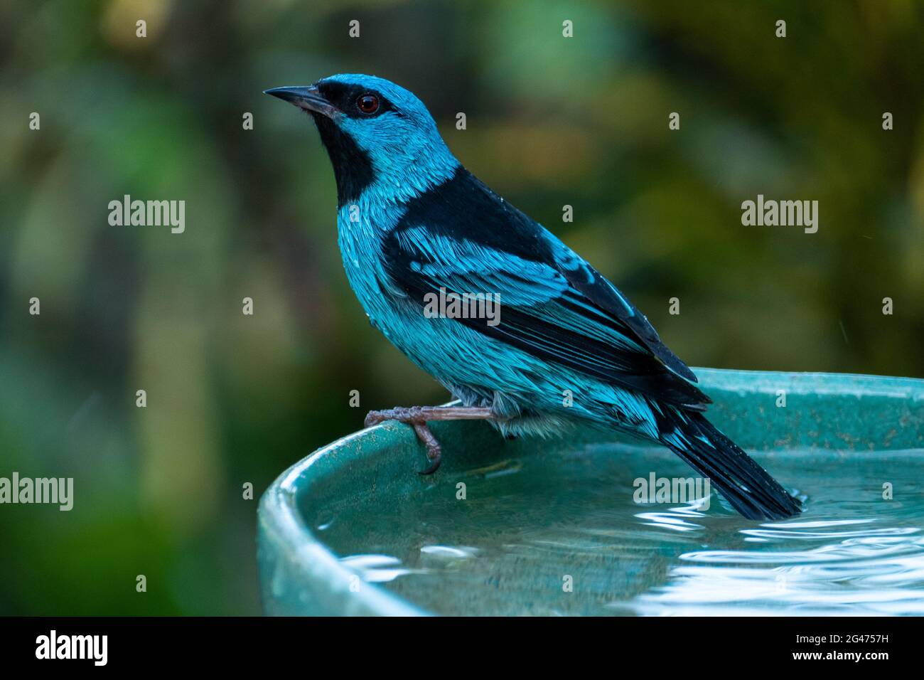 Les dacnis bleus (dacnis cayana) dans la forêt atlantique Banque D'Images