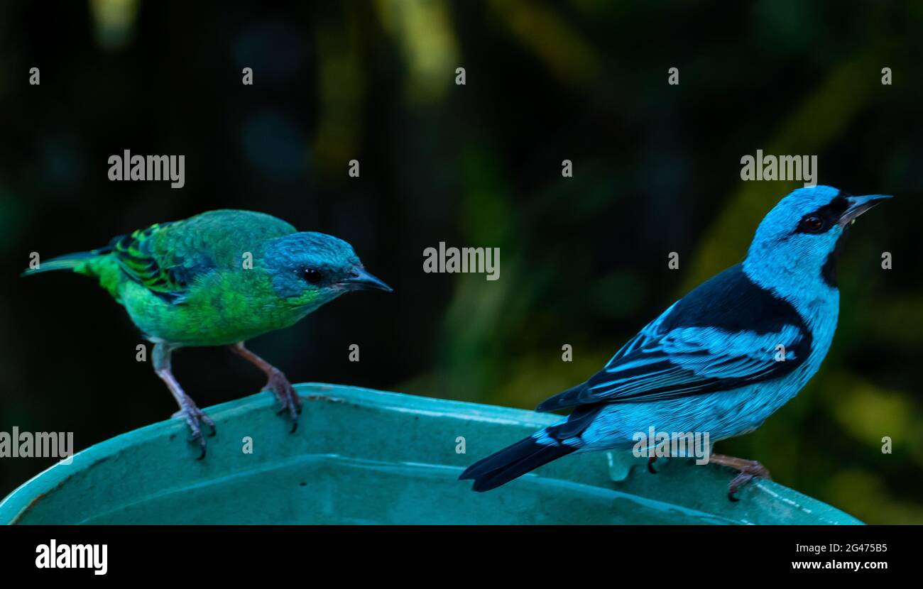Les dacnis bleus (dacnis cayana) dans la forêt atlantique Banque D'Images