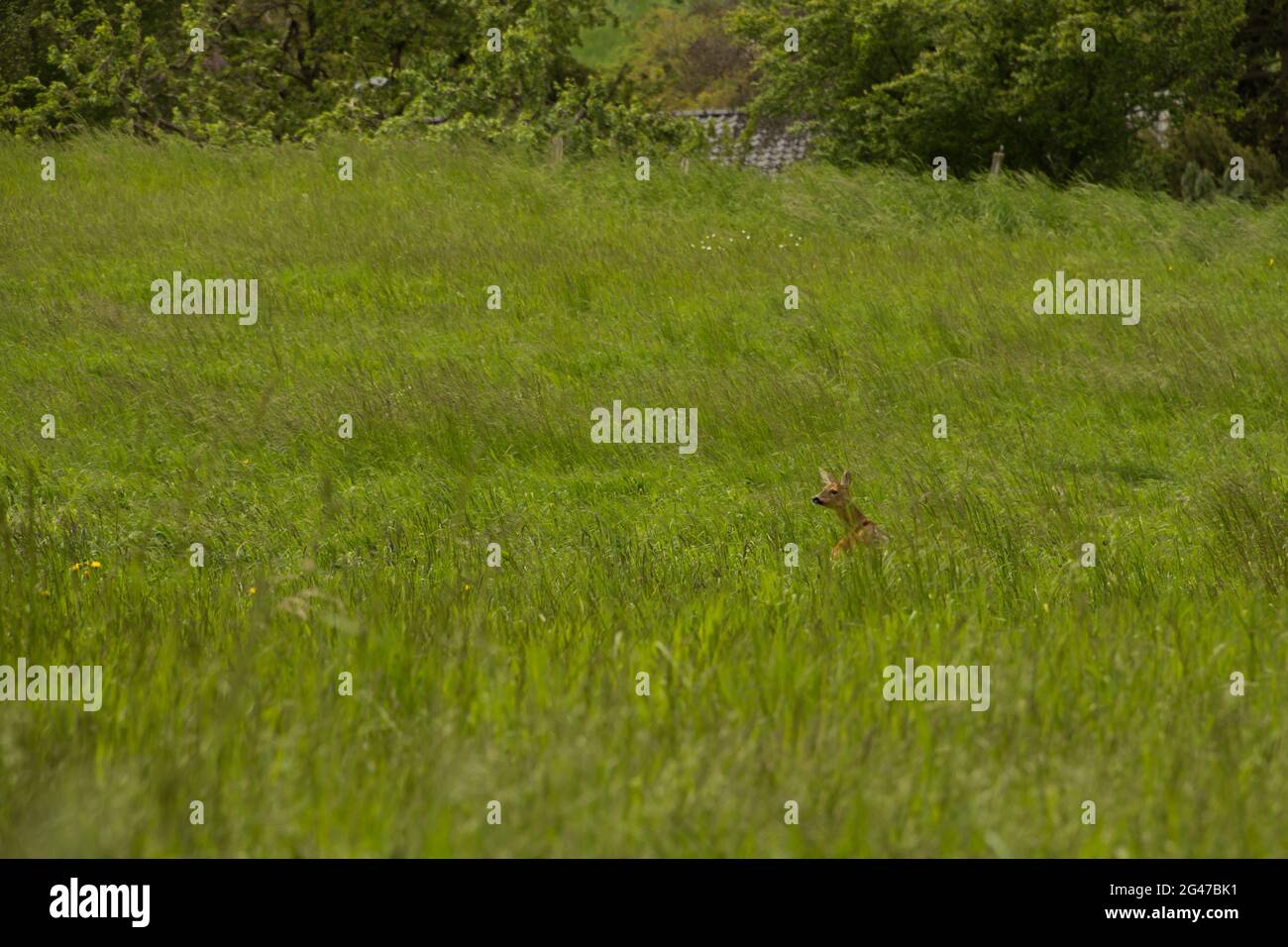 doe ou cerf dans la nature vu de loin debout seul sur une large prairie venteuse dans l'herbe haute avec une rangée d'arbres en arrière-plan Banque D'Images