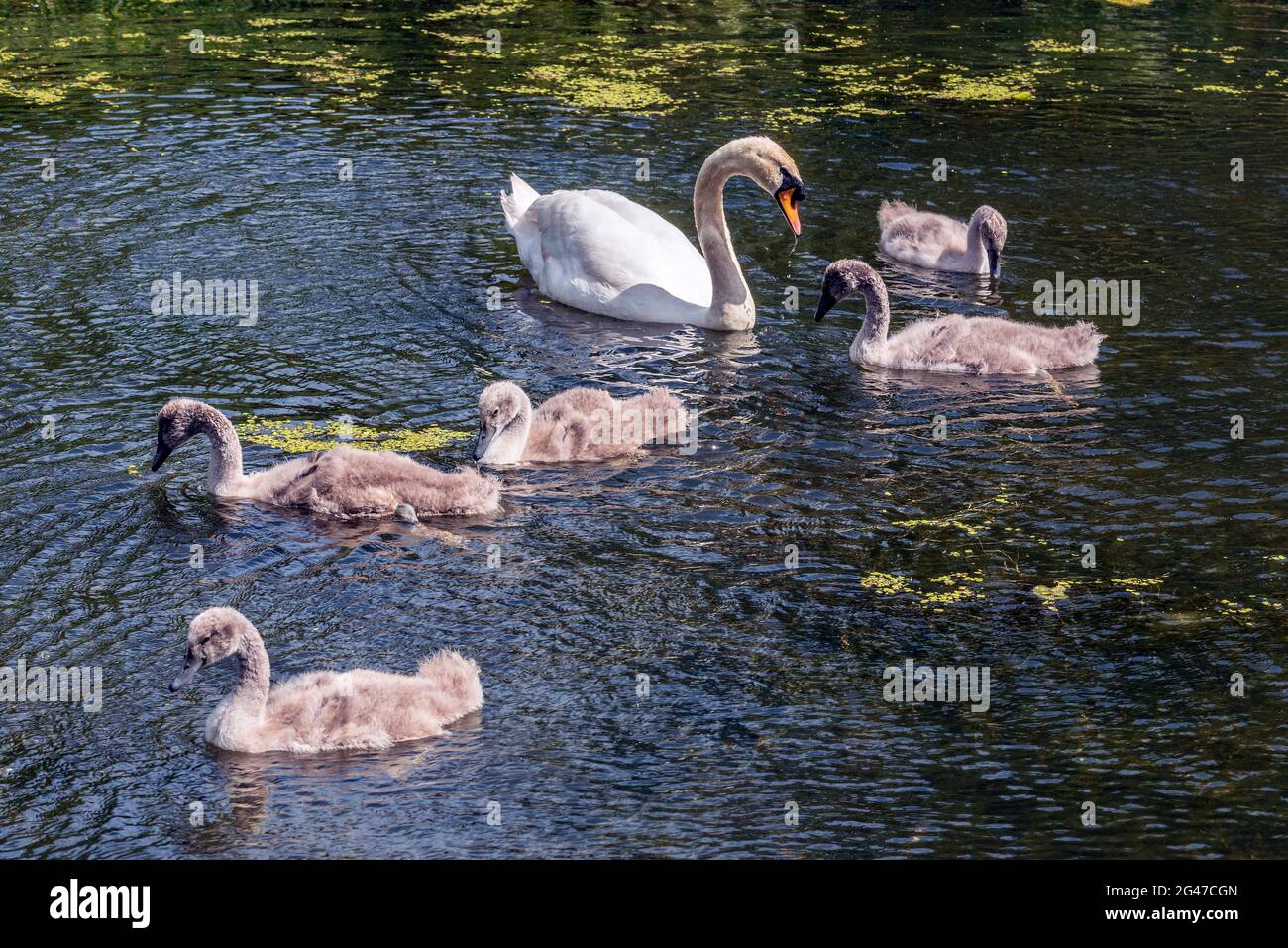 Famille des cygnes. Banque D'Images