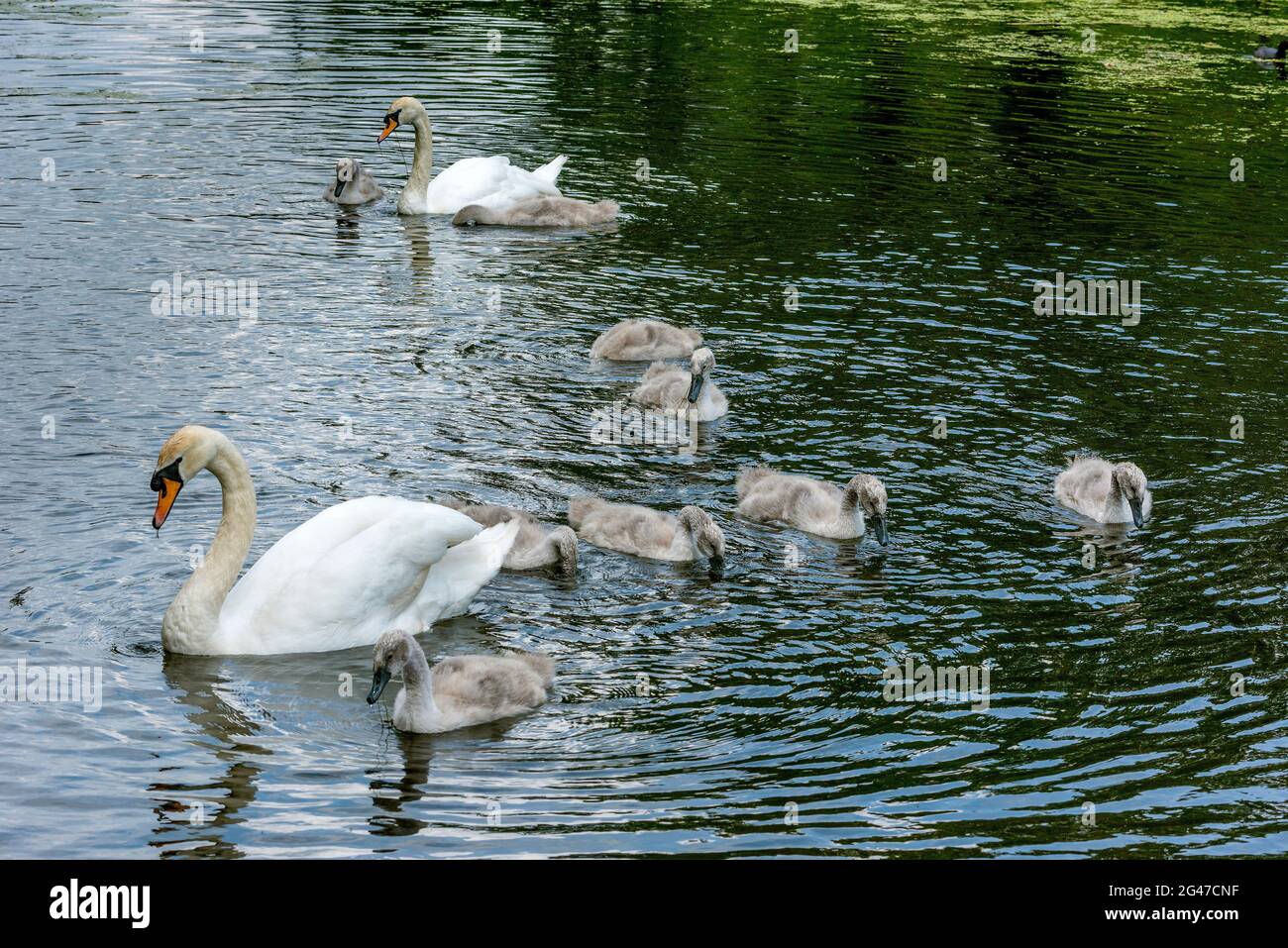 Famille des cygnes. Banque D'Images