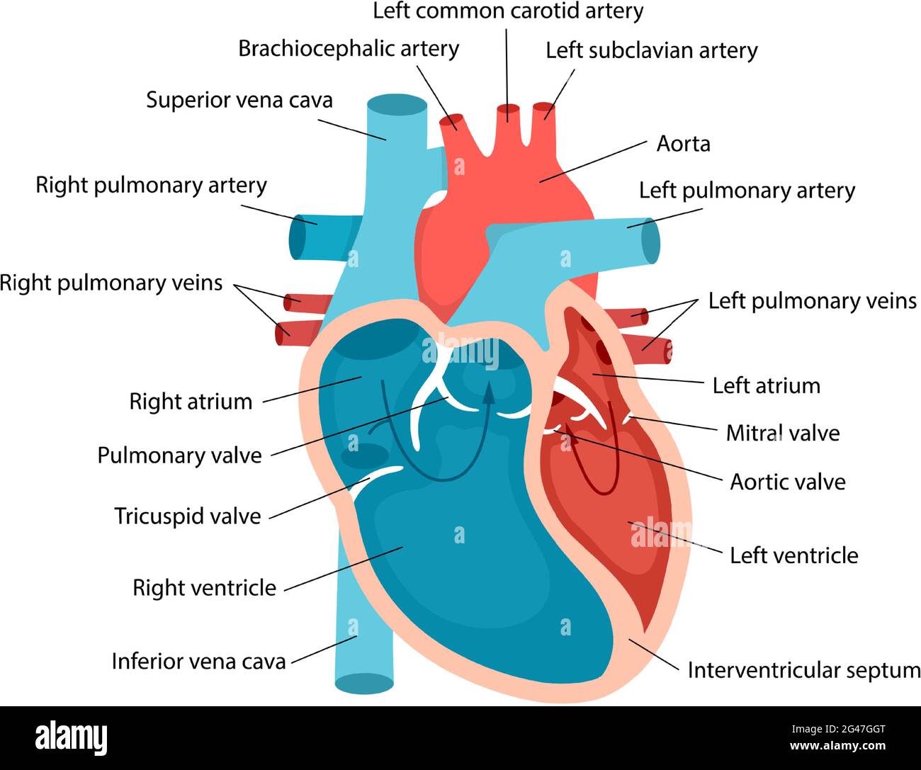 Gros plan sur l'anatomie cardiaque avec descriptions. Schéma