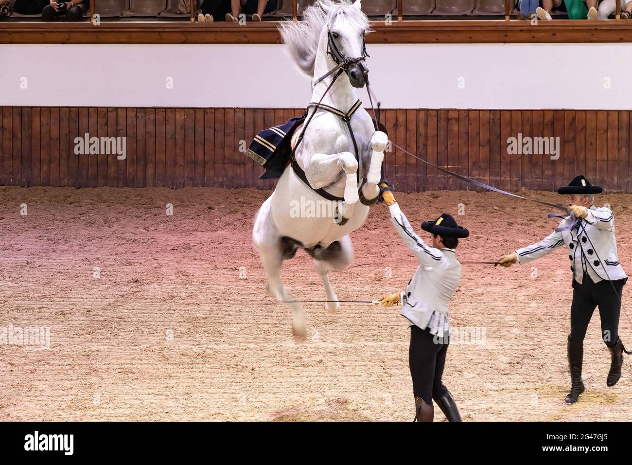 Jerez de la Frontera, Cadix, Espagne - 17 juin 2021 : un cavalier habillé de robe traditionnelle montre un cheval marron de race exécutant un cheval Levade et C Banque D'Images