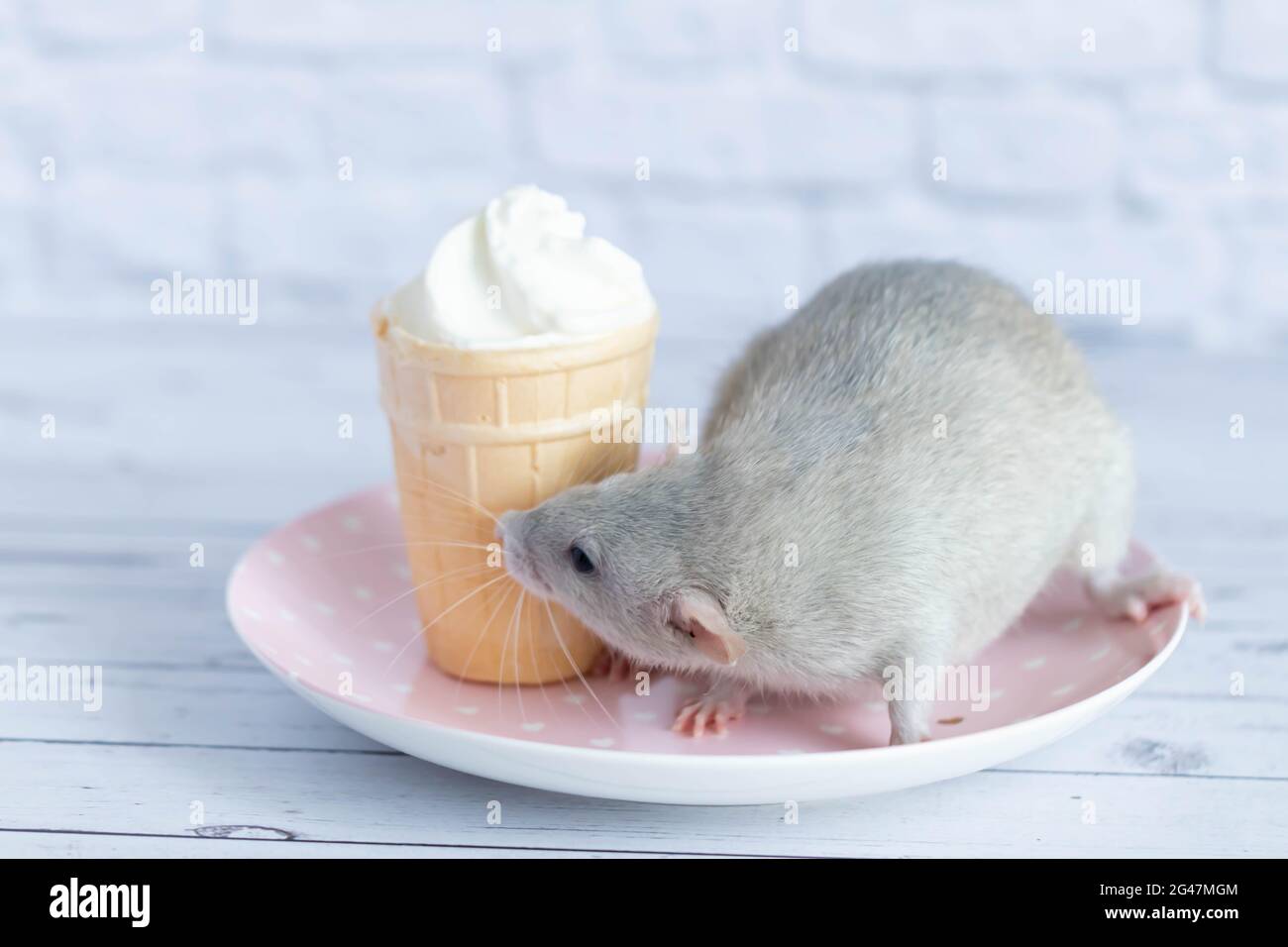 Un joli rat est assis à côté d'une tasse à gaufres avec de la crème glacée blanche. Le rongeur prend le dessert. Gros plan des animaux. Macro. Banque D'Images