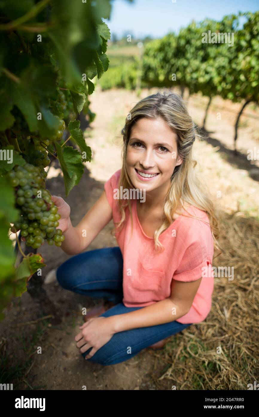 Portrait d'une femme tenant des raisins tout en croupiant au vignoble Banque D'Images