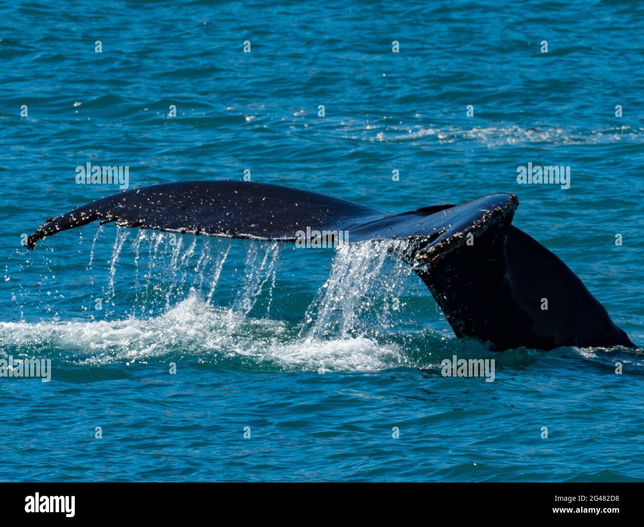 Baleine à bosse fluke dans le parc national de Glacier Bay, Alaska, États-Unis Banque D'Images