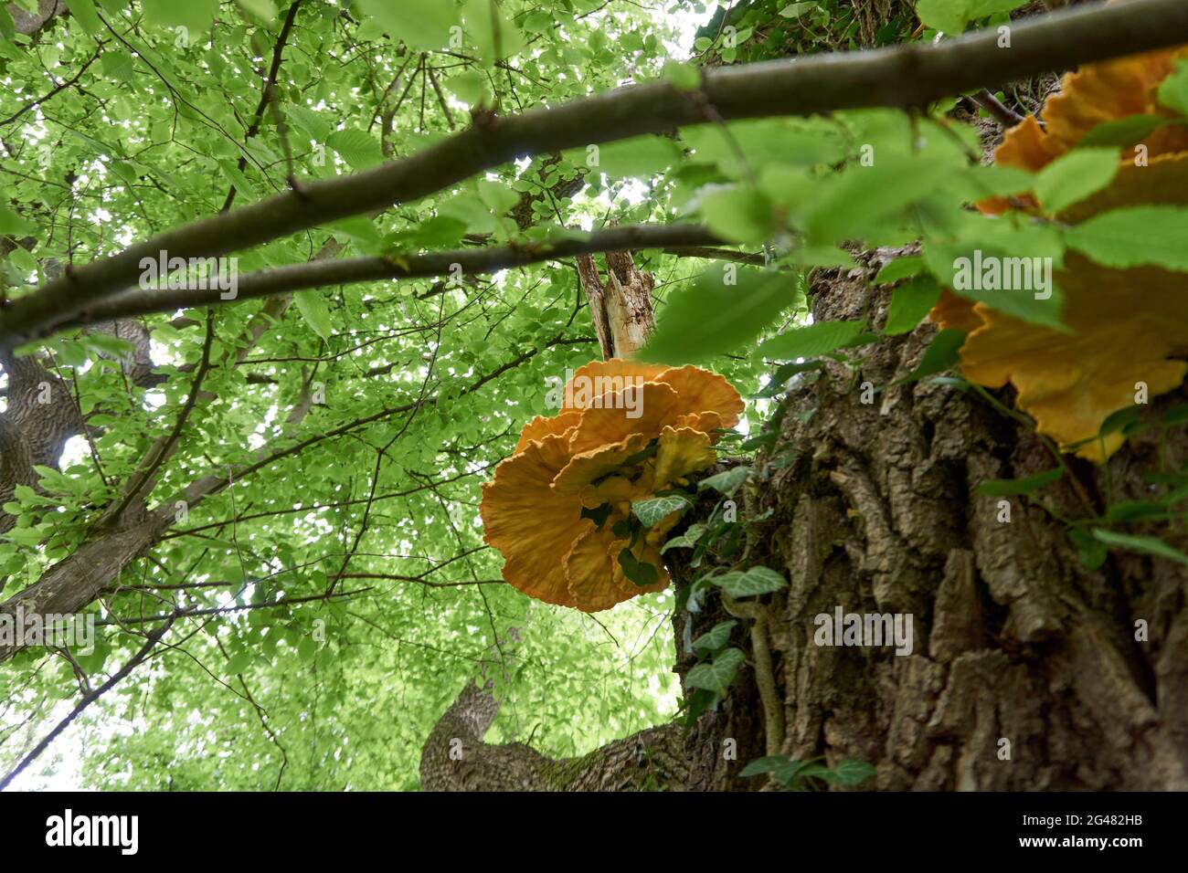 Gros plan d'une pile de teinture jaune de soufre qui pousse sur un arbre pourri dans une forêt Banque D'Images